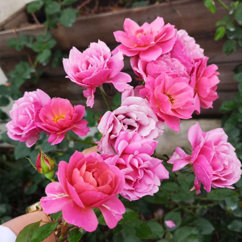 5种“女人花”，吃好又好闻，摘叶子花朵泡茶煲汤，养出娇嫩容颜