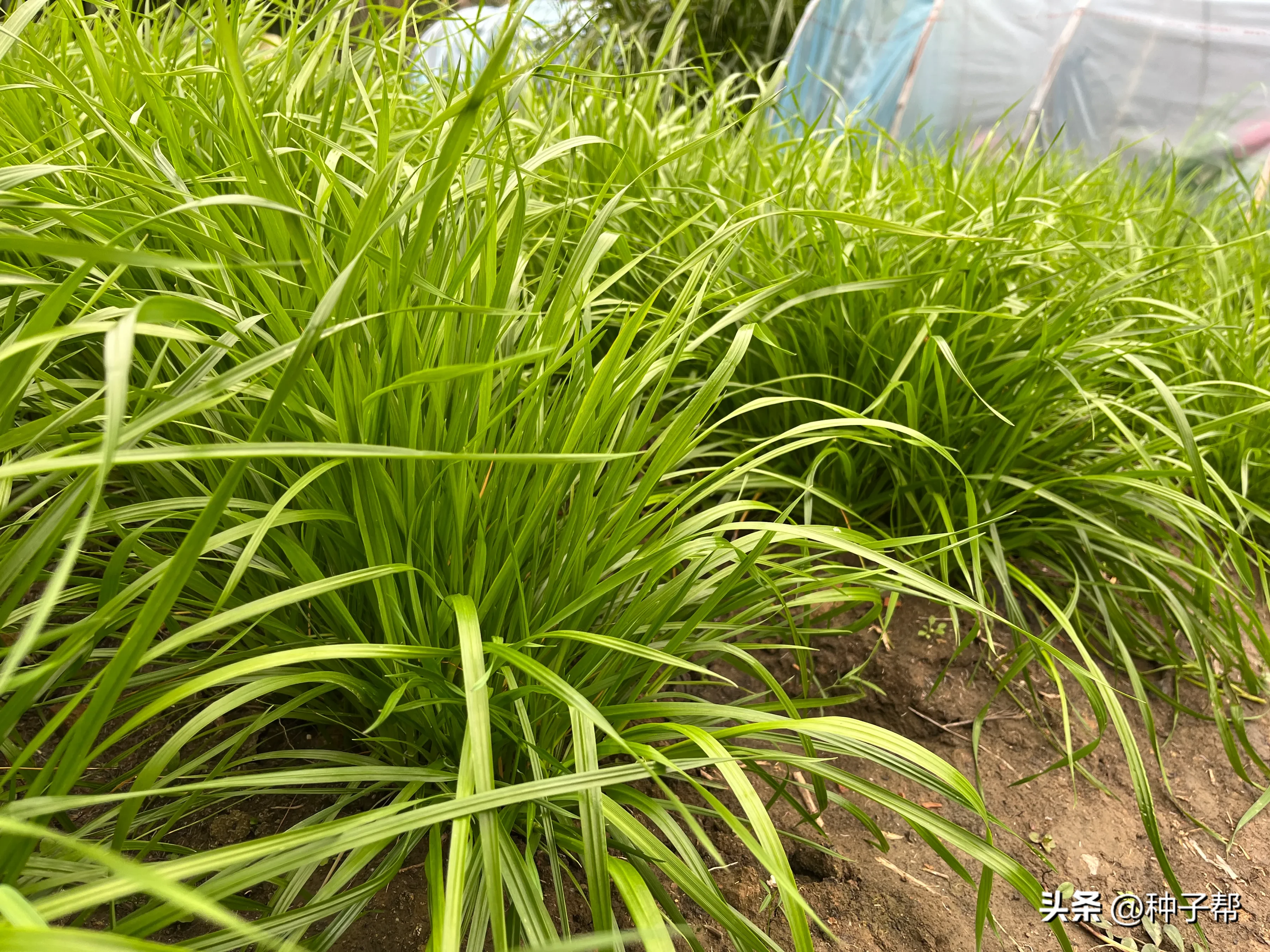 一年生四倍体黑麦草营养价值怎么样?什么时候播种?--飞鸽网