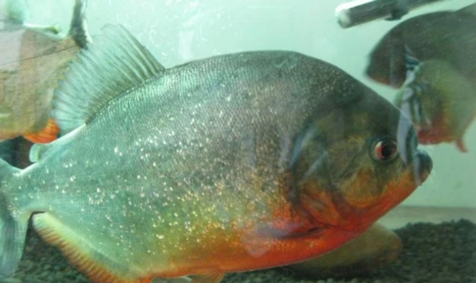凶残可怕的食人鱼，为何没能在亚马逊河流里泛滥？是因天敌太多？