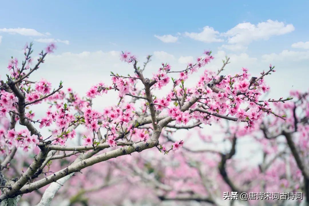 桃花映水，春意分外浓