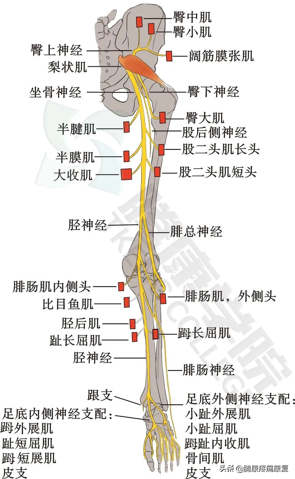 腿肌肉解剖图片