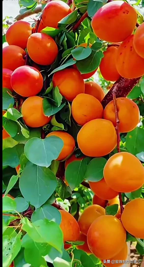 硕果累累,瓜果飘香,丰收的喜悦