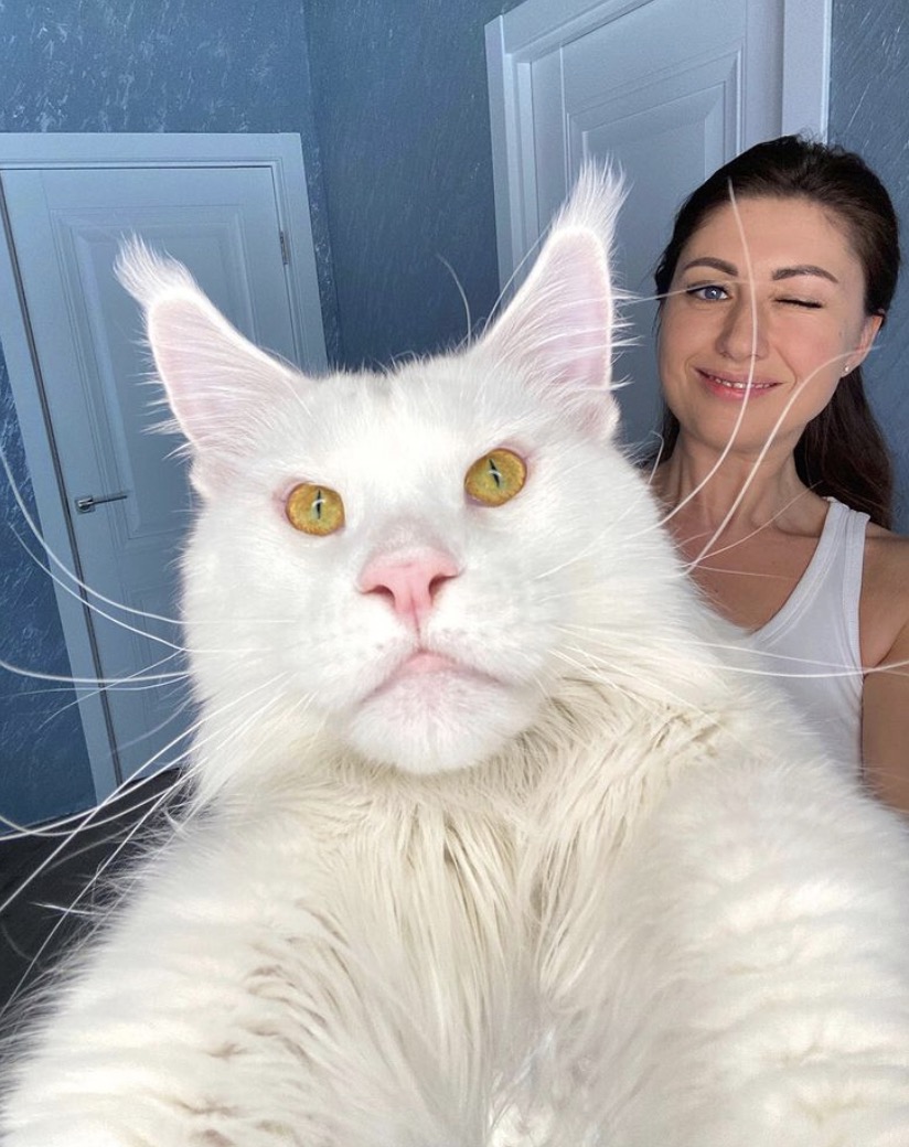 俄罗斯巨型猫猫火了!威猛大喵卖萌会带娃,网友:想找这样的男友