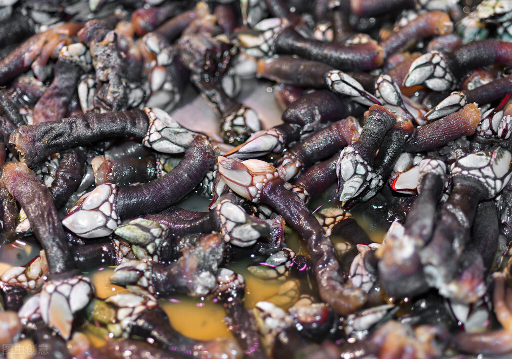 鲸鱼投诉,轮船变重,藤壶为何总让遭人唾弃?藤壶:我只想有个家