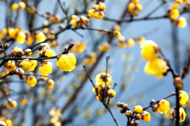 腊梅花什么时候开,腊梅花什么时候开花