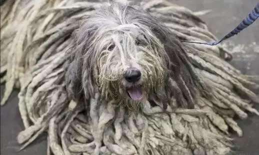 可卡犬價格 可卡犬多少錢一只,可卡犬多少錢一只