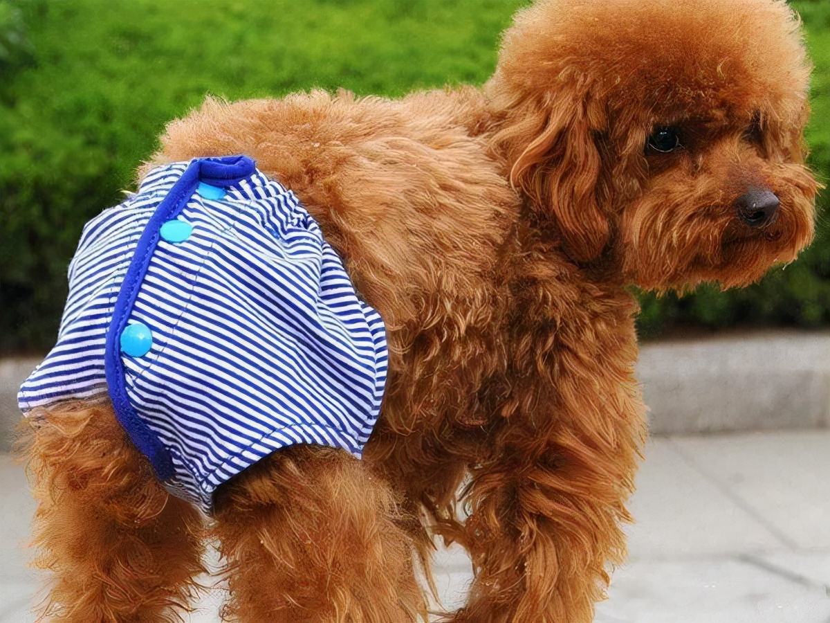 公狗和母狗，区别就在这5点，一看就很明显