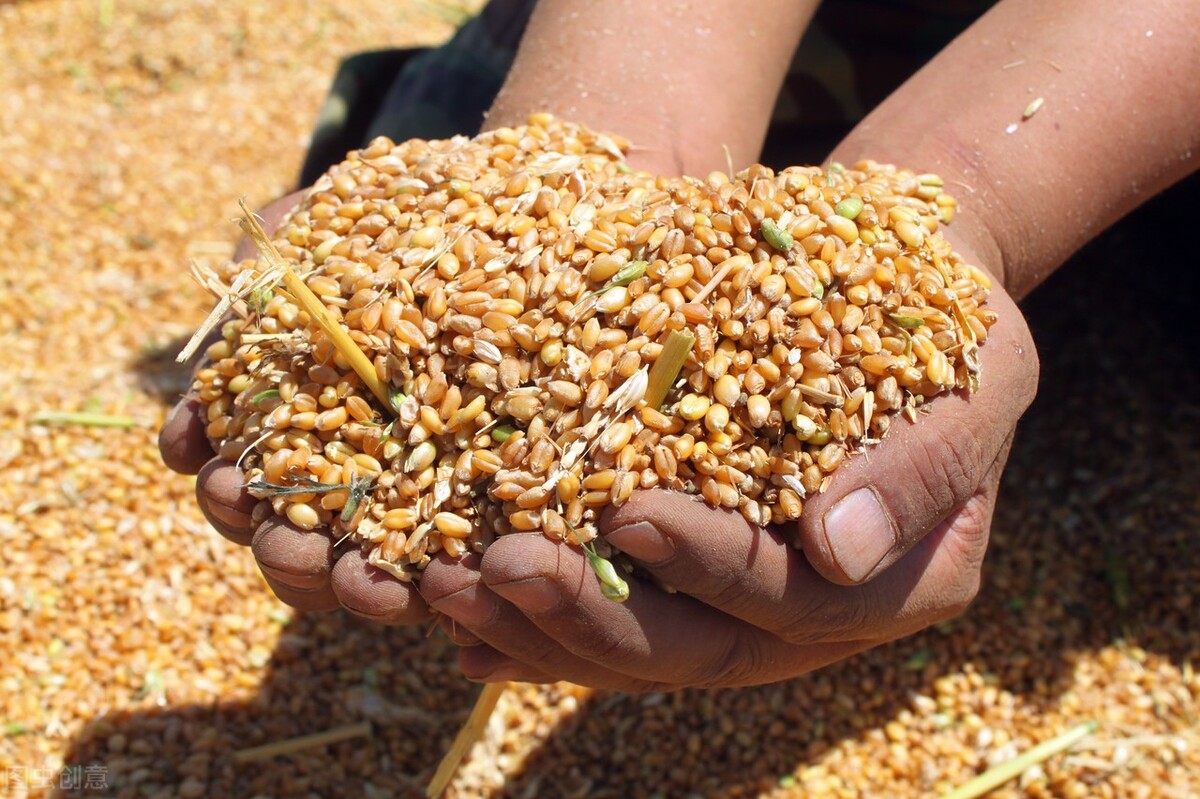 小麦价格可能撑不住了，拍卖大幅度流拍，3月24日小麦价格