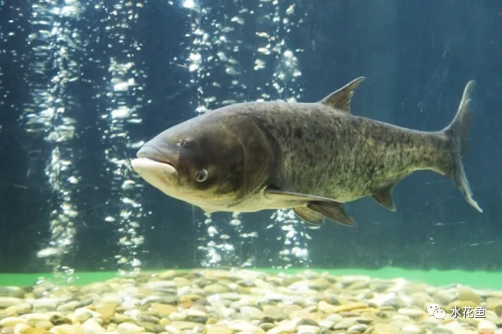 水生浮游生物(浮游植物和浮游動(dòng)物)對魚類和水環(huán)境的作用與影響