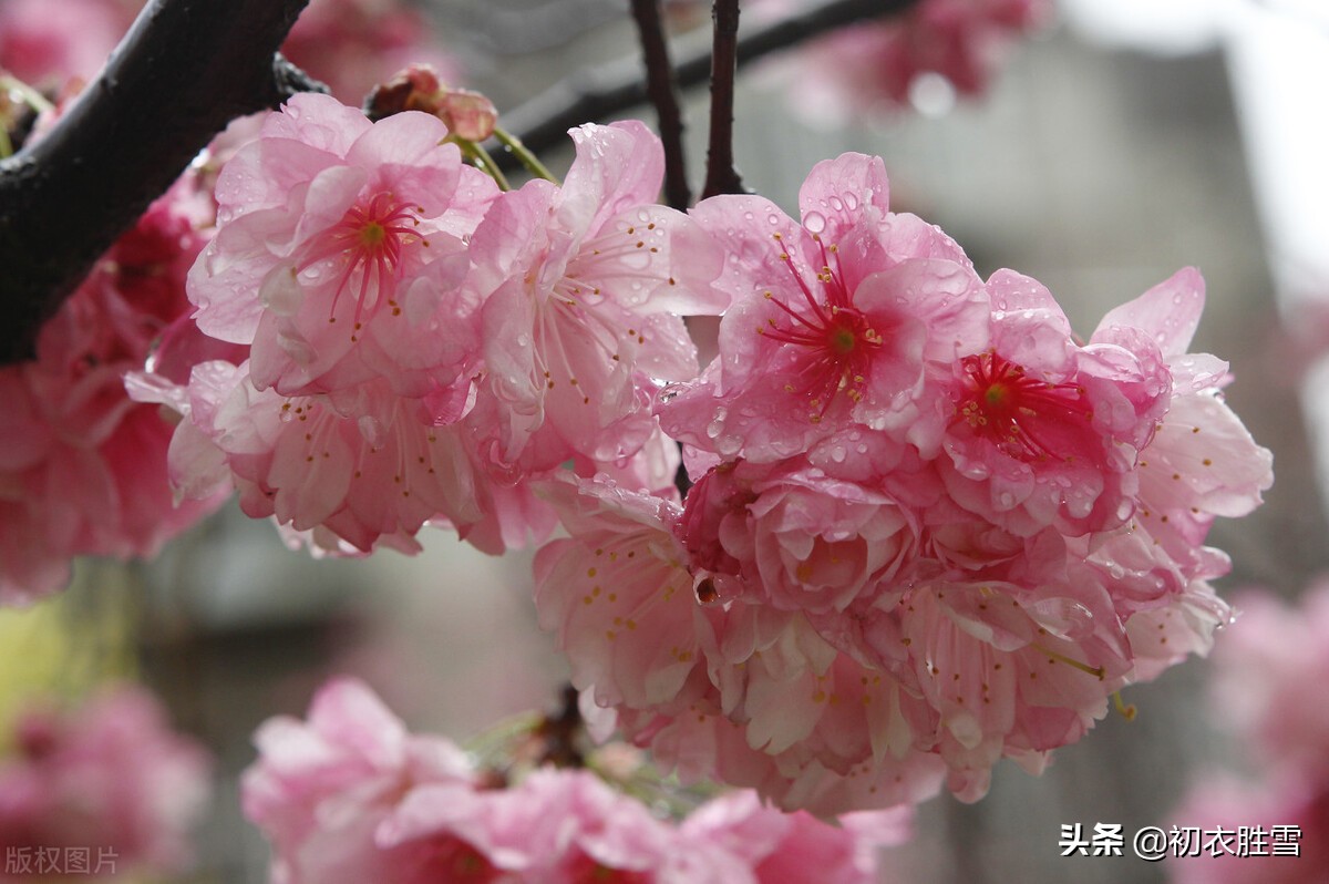 二十四节气之雨水五首：天一实生水，酝酿出春天