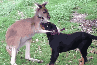 罗威纳犬的优点和缺点 为什么不建议饲养