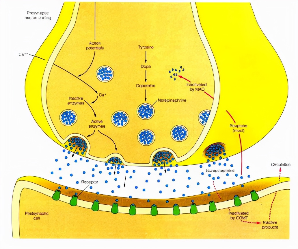深度长文：意识的本质到底是什么？意识和自我意识是如何产生的？