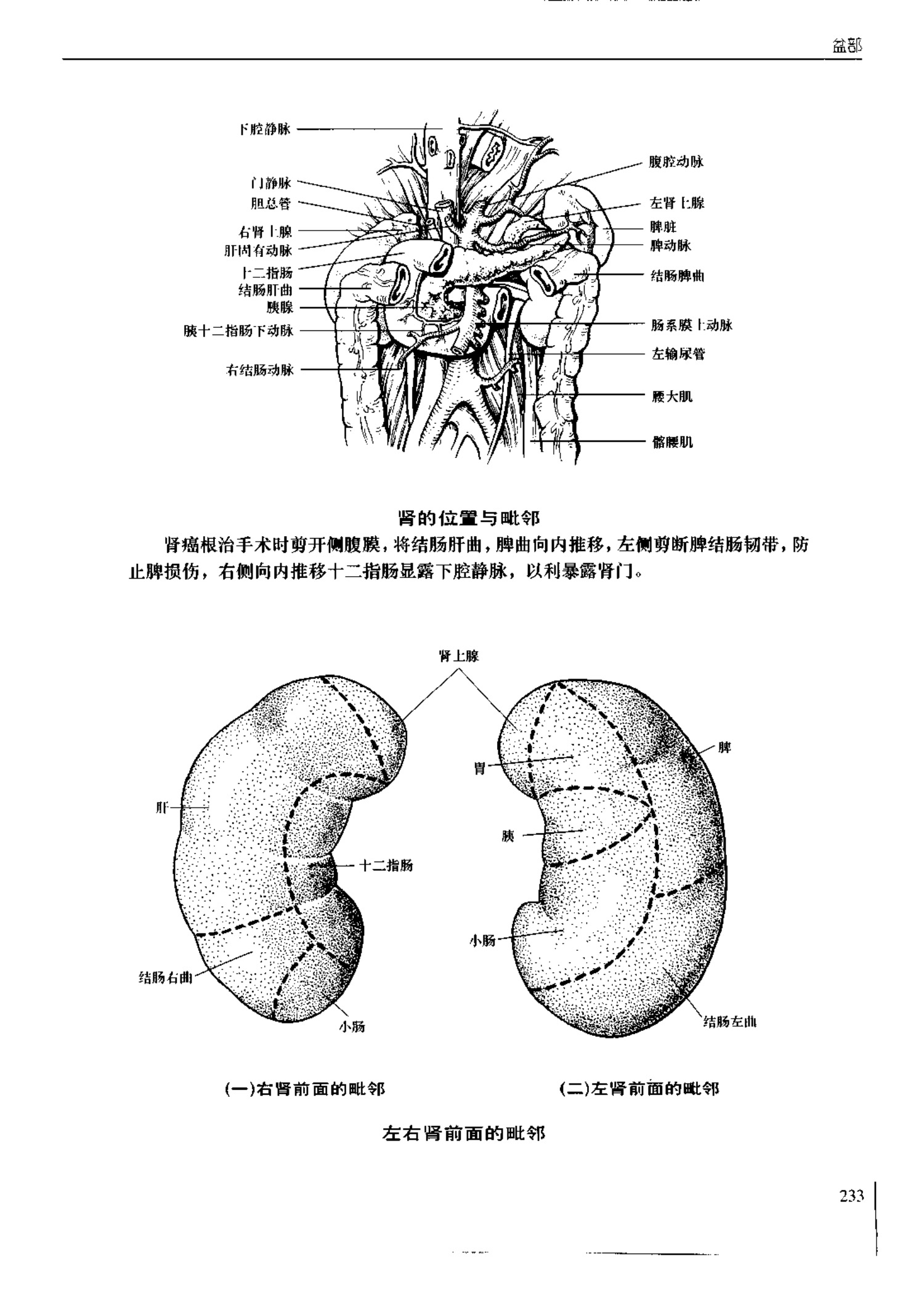 人体内脏位置图(图示集‖外科解剖学图谱(8-5)盆部)