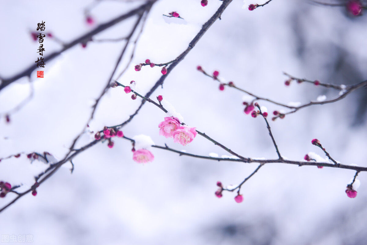 散文，等雪，与残枝瘦影，一同书写寒冬极简的意境