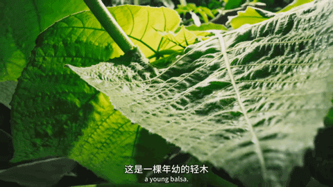豆瓣第一电影