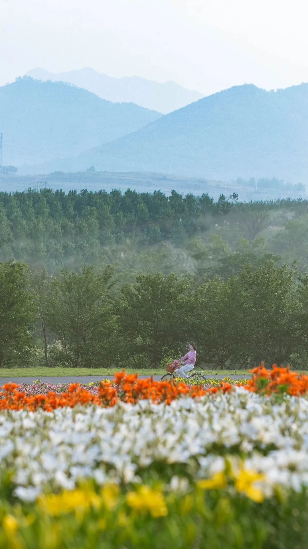 百合花海图片风景图片