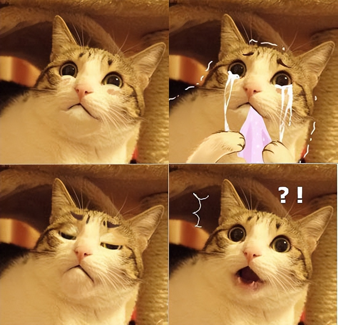 超萌《瓜皮猫》你可能早就见过的网路红猫