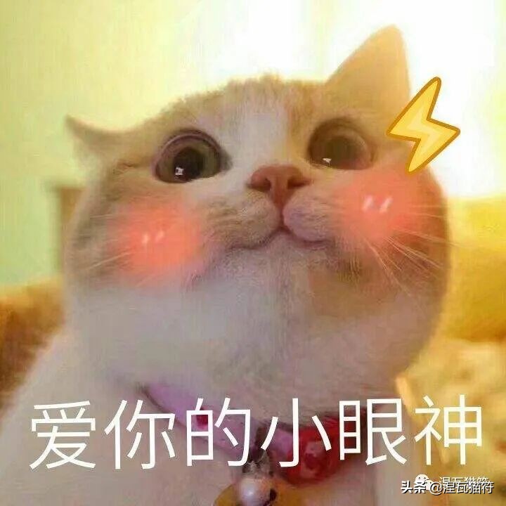 养猫一个月花多少钱？