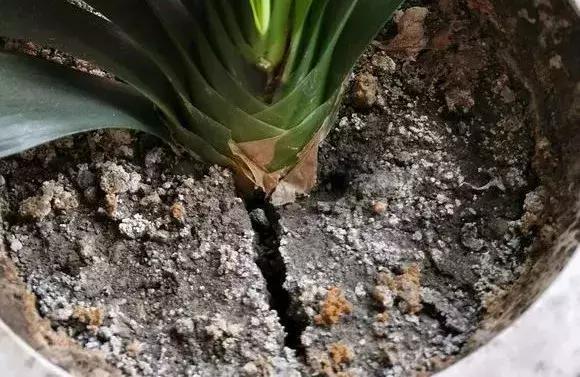 盆土硬得像石頭？澆碗自制的肥水，讓土壤松軟得像面包，種啥啥活