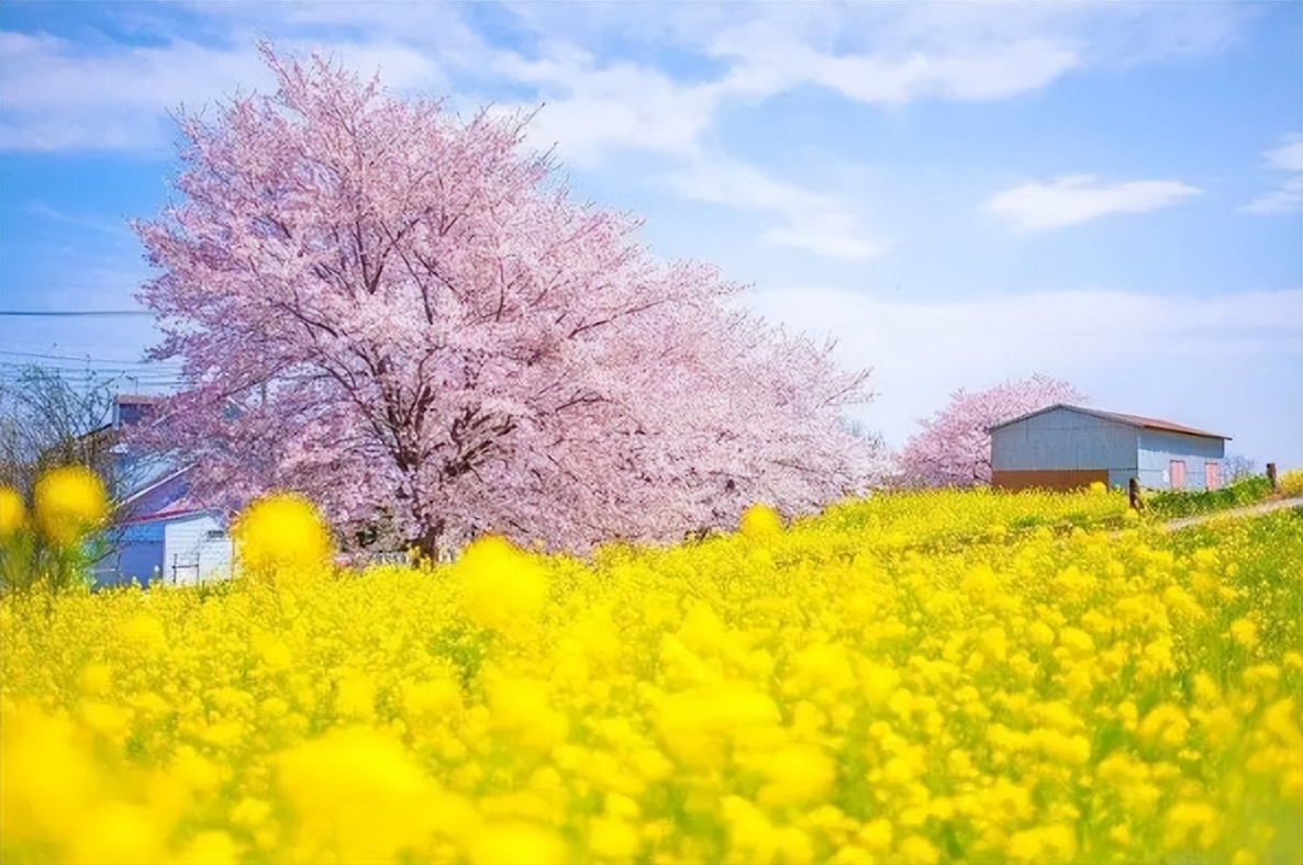 「诗词鉴赏」春日正好，春花烂漫，在古诗词里寻找最美的春日