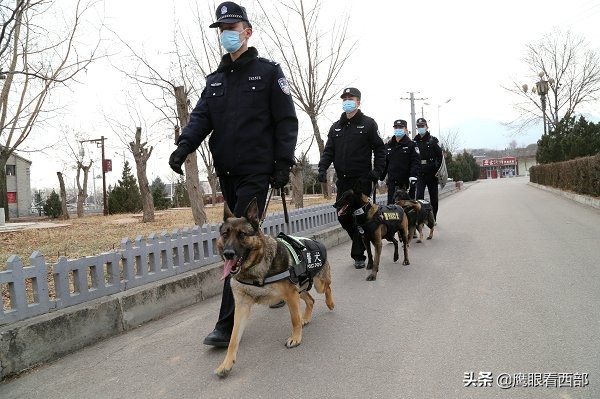 「摄影报道」甘肃平凉：“神犬奇兵”冬季训练忙