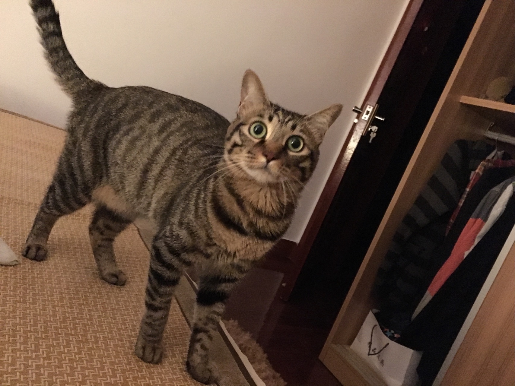 "美短"和"狸花猫"太像了?其实它们这几点很不同