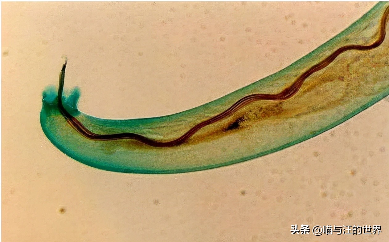 此外福寿螺最可怕的地方在于含有多种致命的寄生虫,一旦人们吃了它