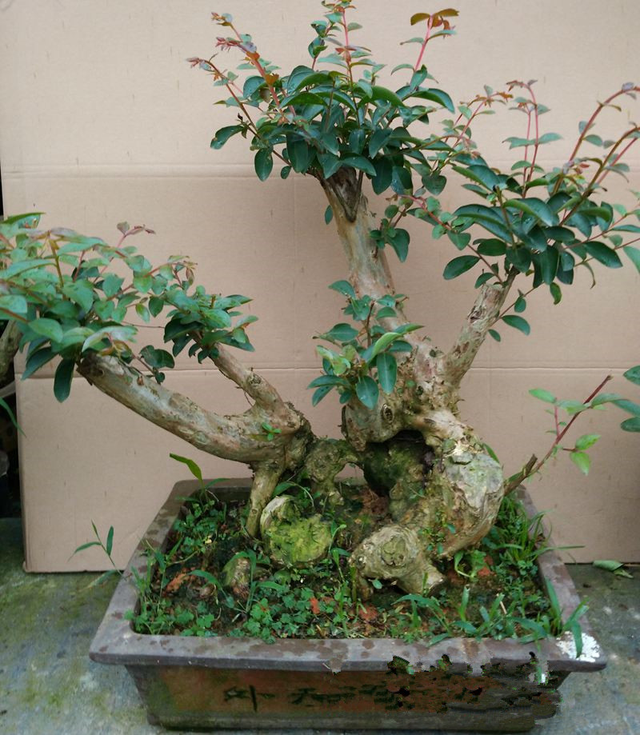 屋后种什么树有靠山（七种吉祥树屋后种一棵实用又旺家）