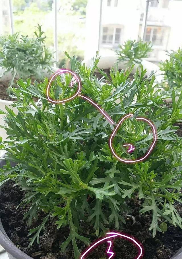 玛格丽特花怎么养（详解养玛格丽特的3个关键）