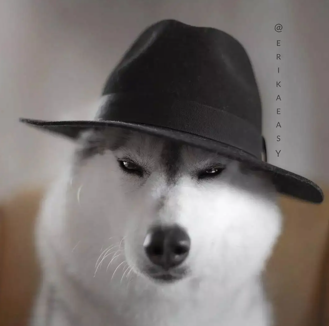 相信很多人都被哈士奇各种搞笑可爱的表情包所魅惑,都想养一只哈士奇