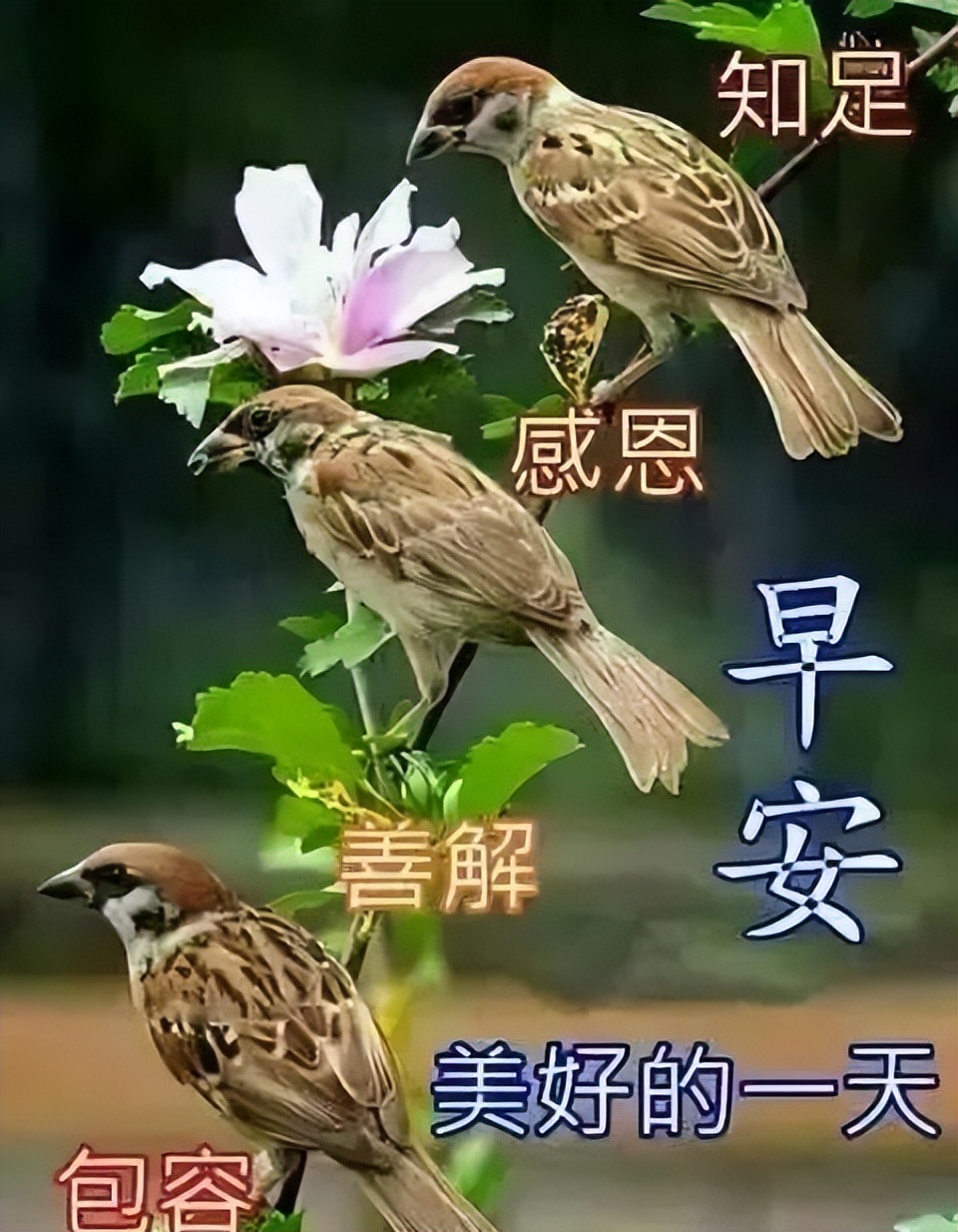 朋友圈早晨好动图美图大全 把心中最美好的问候送给你图片