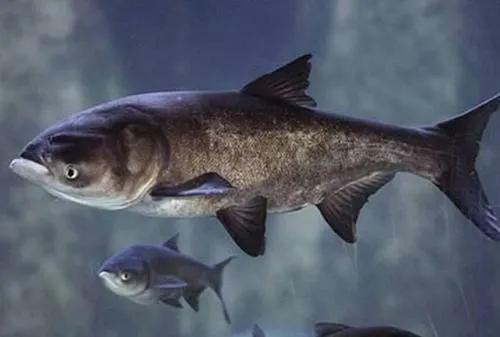 《鱼头泡饼》想要做好吃真的很难吗。 今天教给你