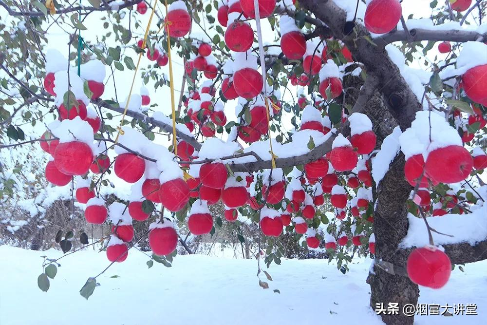 “三少二多”修剪法 促幼树早丰产
