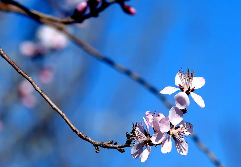 特色画刊 | 春风有信，花开有期，可克达拉的第一波花潮来袭