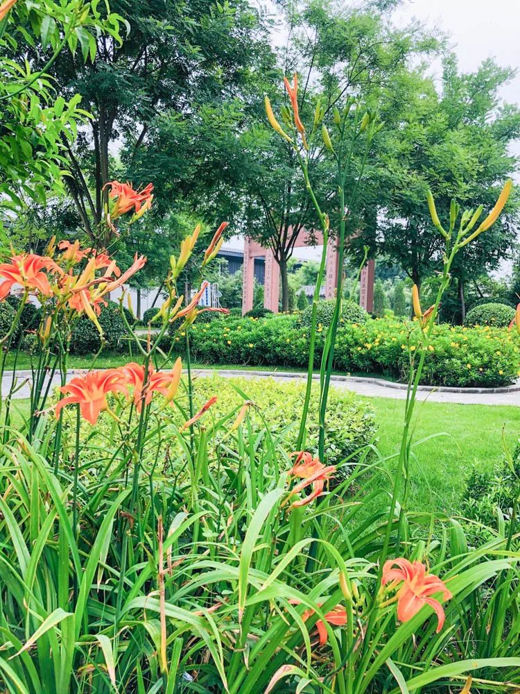 金桥小学参加“非遗传播周·青青艾草香悠悠故里情”主题活动