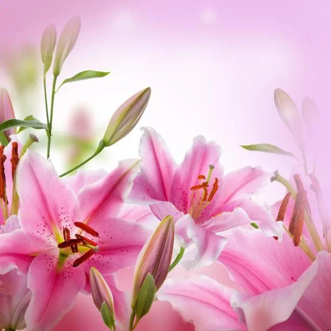 美丽的粉色百合花