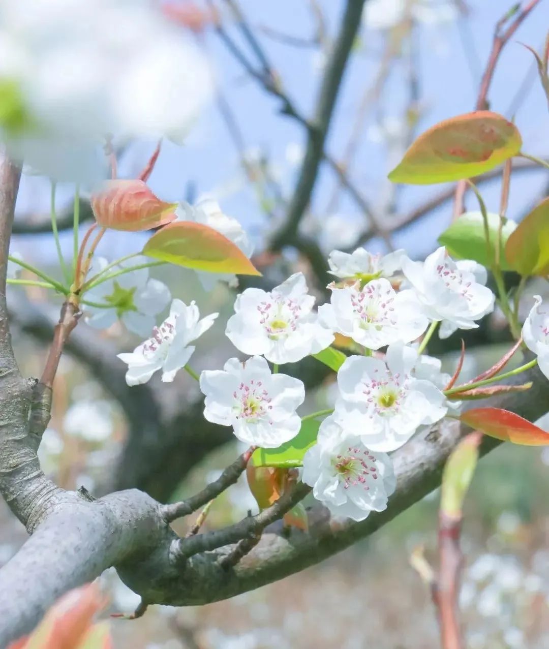 百花深处是庐江，邀您云赏春日梨花