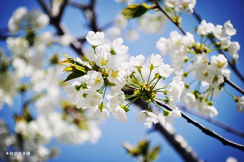 疫情挡不住春天的脚步，小编带你去看古城秦州的春暖花开