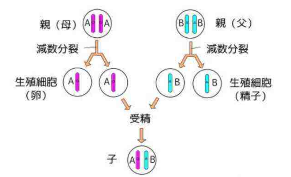 ��������ձ�ѡ�����˥�ϣ��������������⾿����Ϊʲô��