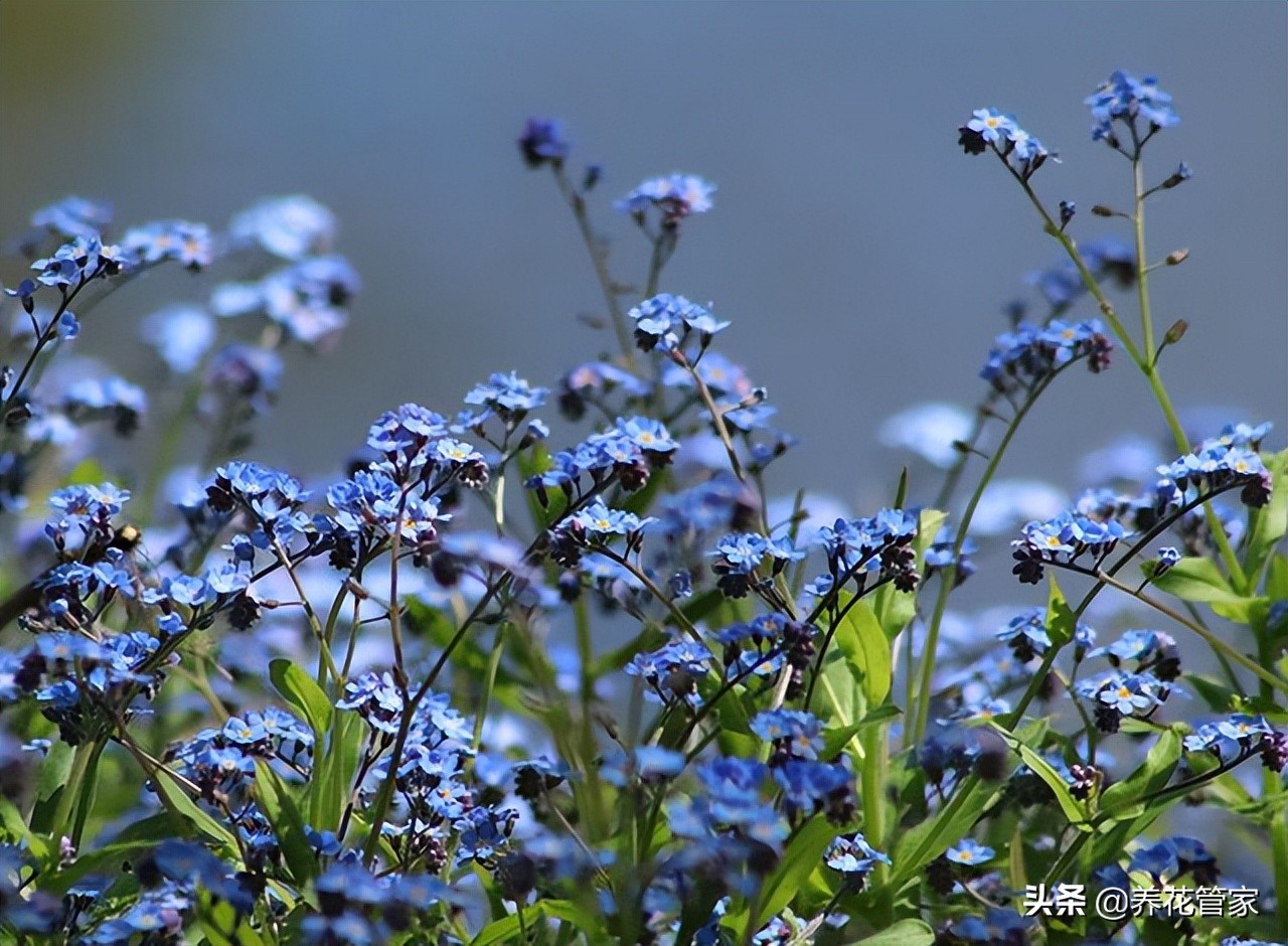 最美的五款蓝色系花园 总有一款 凉 到你 天天看点