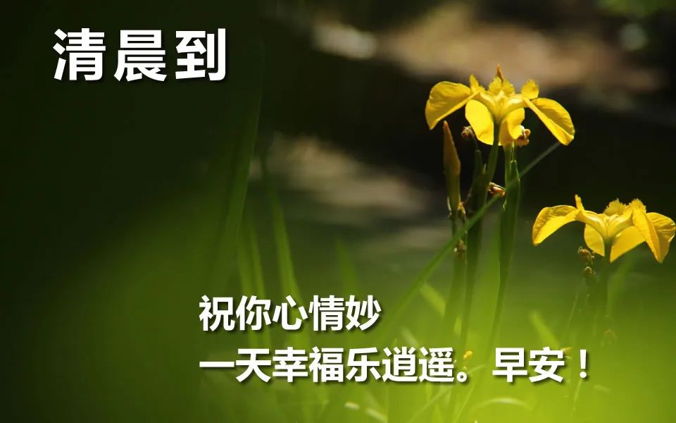 周五暖心早上好问候语简短说说 早上好，平安顺心、健康如意图片