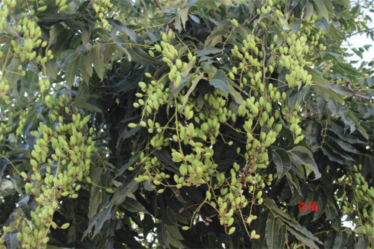 香椿芽怎么分辨是香椿还是臭椿 臭椿芽和香椿芽的区别