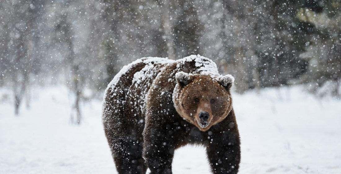 西伯利亚到底有多可怕？为何东北虎敢猎杀棕熊，却不敢深入其中