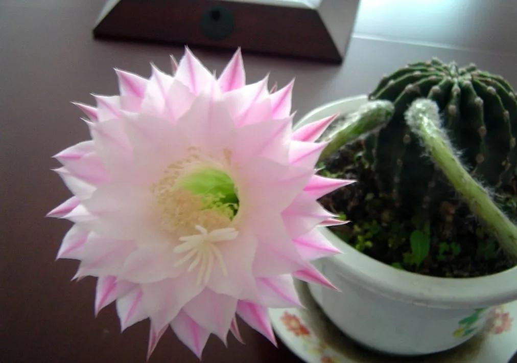 分享图片：奇花之王仙人球开花，惊艳你的双眸