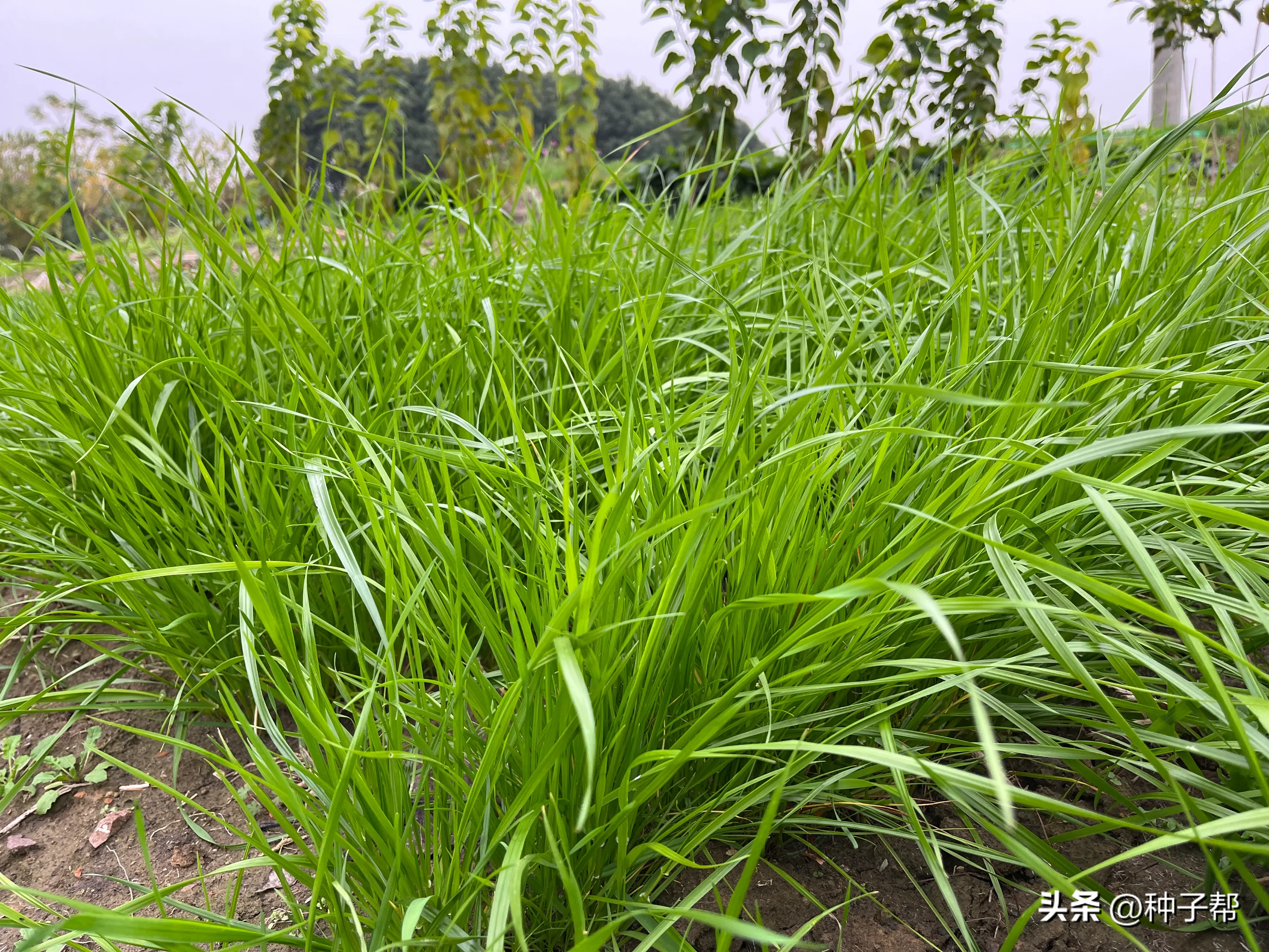 一年生四倍体黑麦草营养价值怎么样?什么时候播种?--飞鸽网