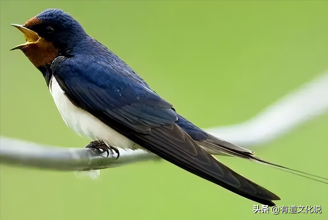 小燕子学筑巢的故事图片 _飞翔号