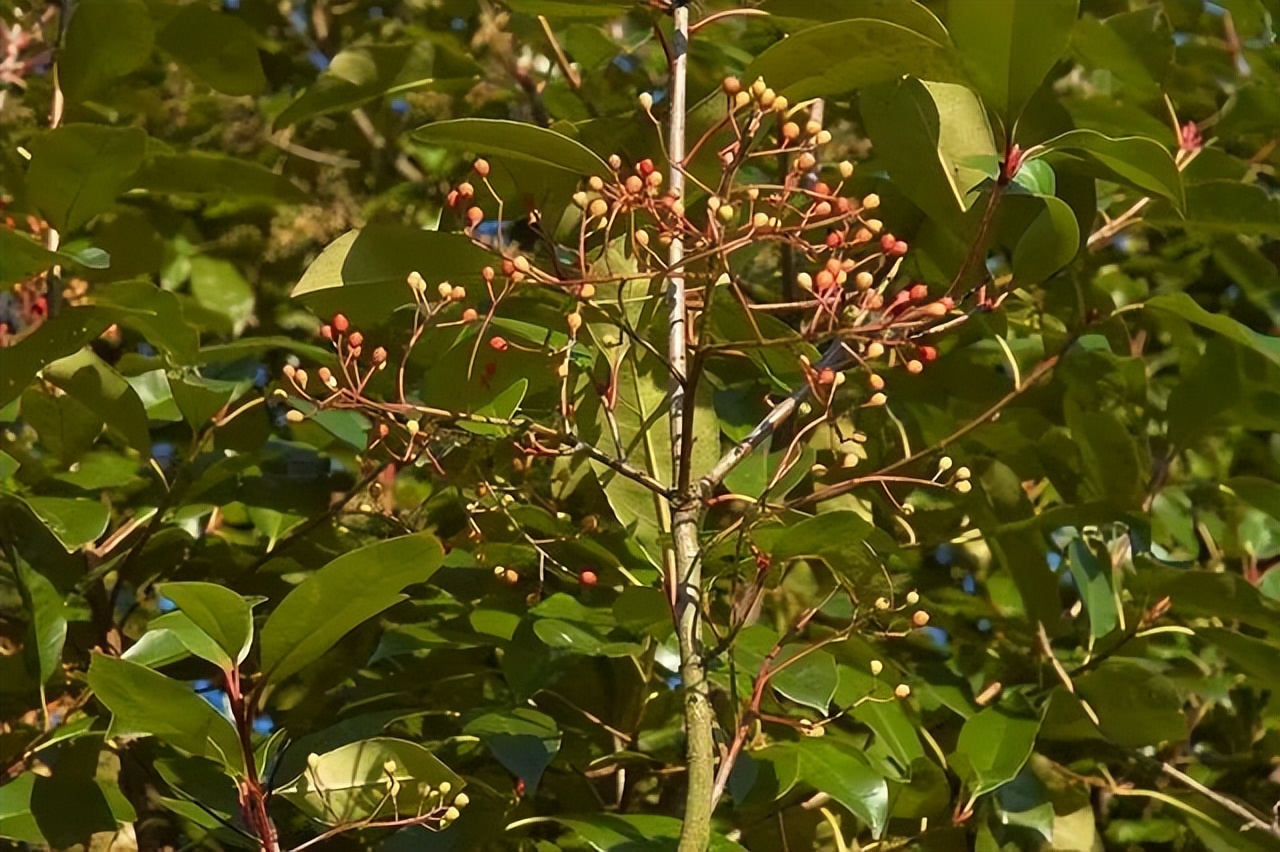 石楠味道那麼