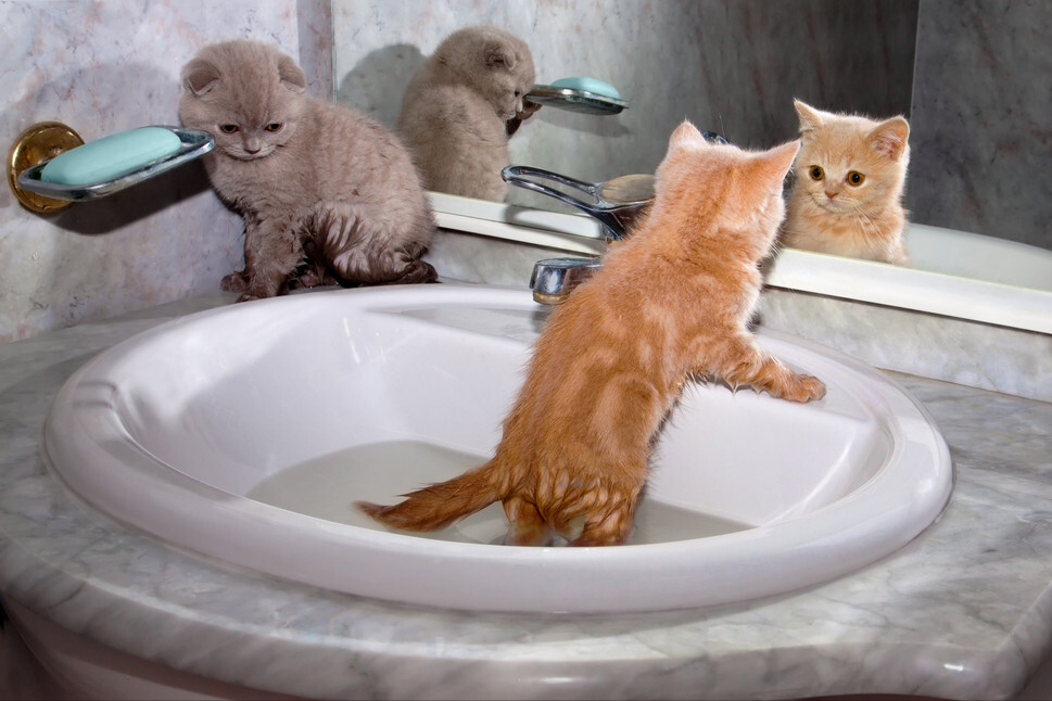 猫咪驱虫后多久可以洗澡（最全猫咪洗澡全攻略）