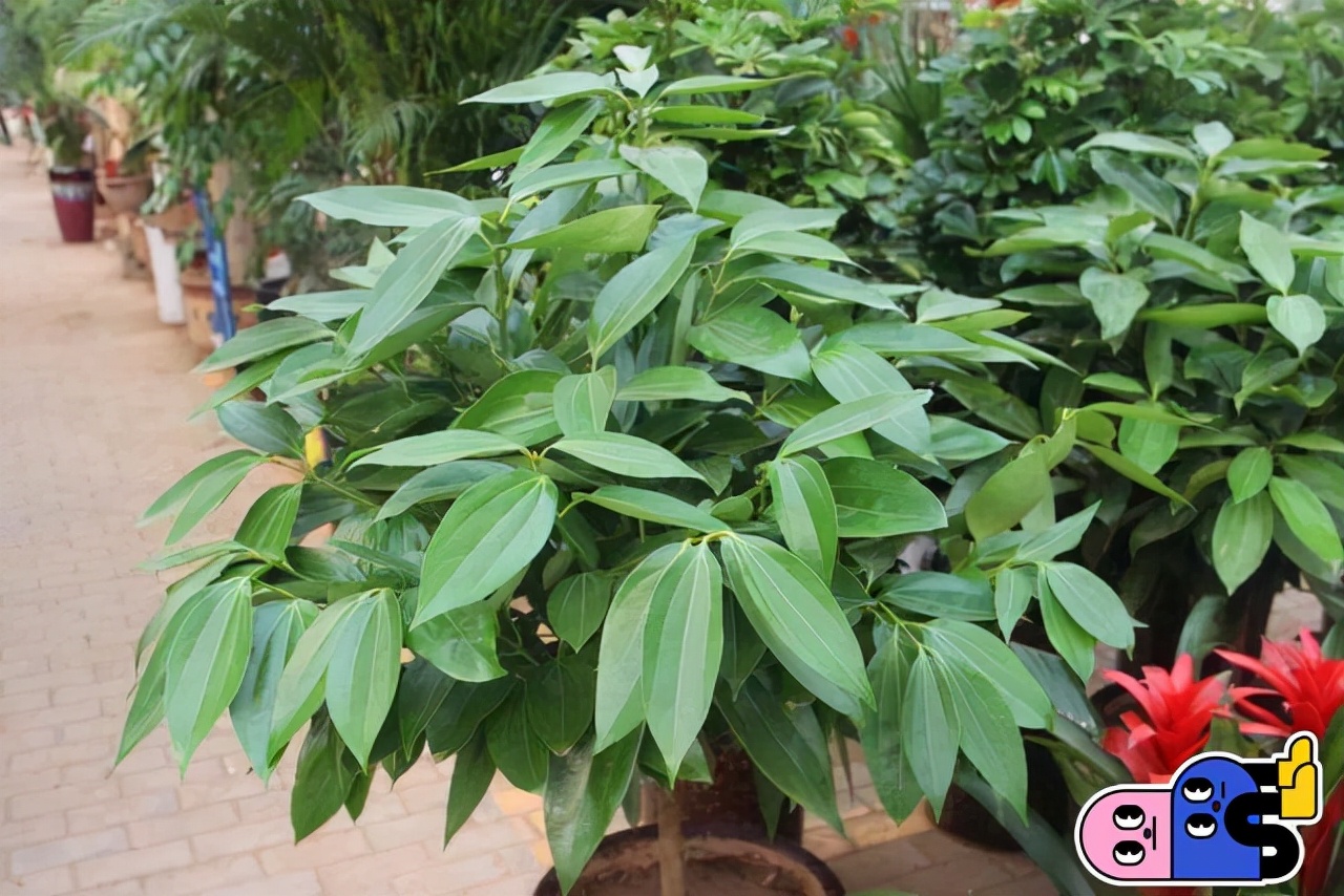 20種常見花卉綠植的習性分享，在家居環(huán)境中，也能把它們養(yǎng)出彩