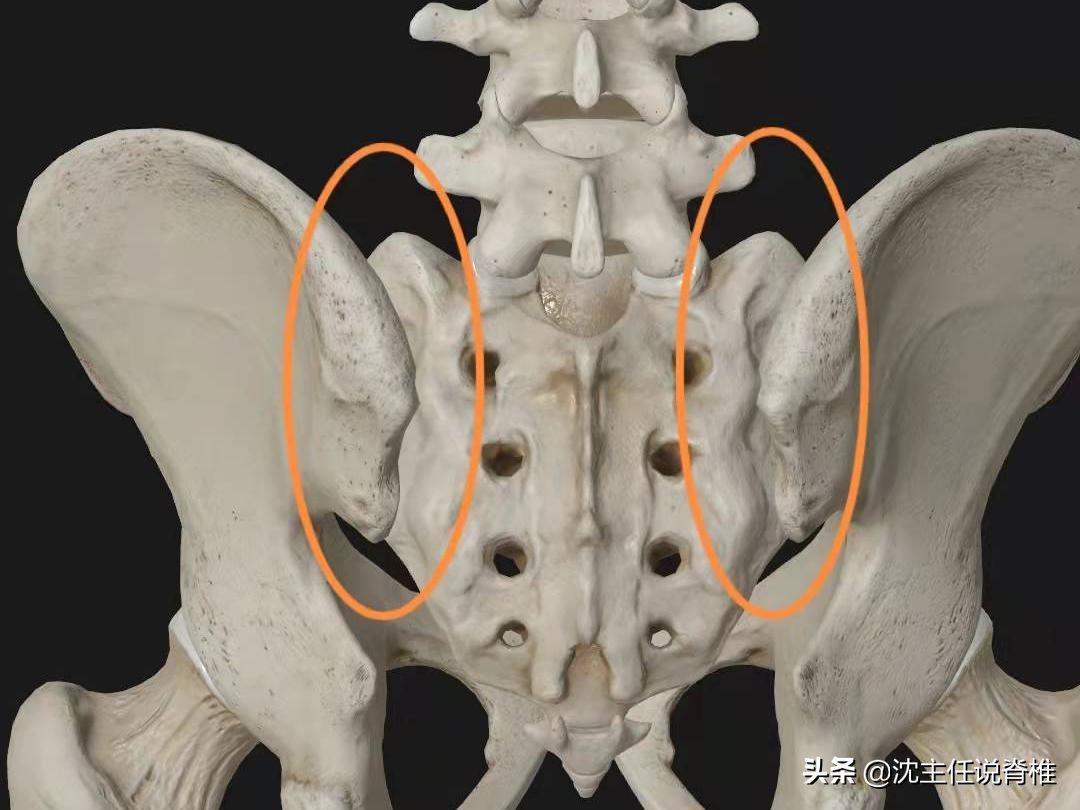 腰骶關節:骨盆往上與腰椎連接,形成腰骶關節.